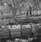 Free Picture of Harvesting Pears, Pleasant Hill Orchards