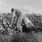 Free Picture of Cotton Picker