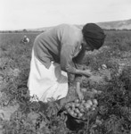 Free Picture of Mexican Migrant Woman Harvesting Tomatoes