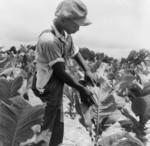 Free Picture of Sharecropper Worming Tobacco