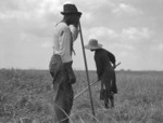 Free Picture of African American Cotton Sharecroppers