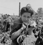 Free Picture of Migratory Boy Picking Hops