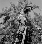 Free Picture of Harvesting Pears