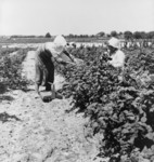 Free Picture of Migrant Berry Pickers