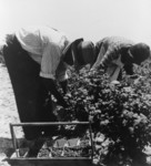 Free Picture of Berry Pickers