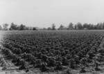 Free Picture of Check Row Cotton Field