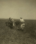 Free Picture of Plowing, Palestine