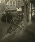 Free Picture of Dogs in the Street, Constantinople