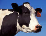 Free Picture of Black and White Cow