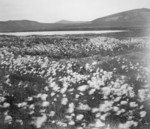 Free Picture of Cotton Field