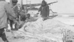 Free Picture of Eskimo Hunters Cutting up a Walrus