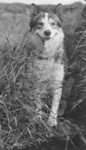 Free Picture of Alaskan Huskie Dog