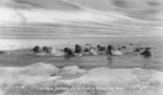 Free Picture of Walruses Among Ice Floes