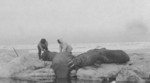 Free Picture of Men Hunting Walruses