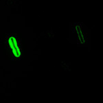 Free Picture of Anthracis Direct Fluorescent Antibody (DFA) Capsule Stain