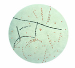 Free Picture of Bacillus Anthracis from Agar Culture