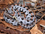 Free Picture of Venomous Carolina Pygmy Rattlesnake