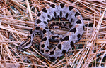 Free Picture of Venomous Pygmy Rattlesnake