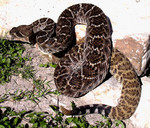 Free Picture of Western Diamondback Rattlesnake