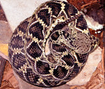 Free Picture of Venomous Eastern Diamondback Rattlesnake