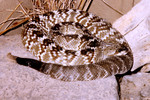Free Picture of Venomous Northern Black Tailed Rattlesnake (Crotalus molossus)
