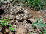 Free Picture of Desert Massasauga Rattlesnake (Sistrurus catenatus)