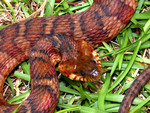 Free Picture of Cottonmouth/Water Moccasin Snake (Agkistrodon piscivorus)