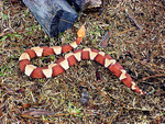 Free Picture of Venomous Broadbanded Copperhead Snake (Agkistrodon contortrix laticinctus)
