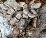 Free Picture of Venomous Mottled Rock Rattlesnake (Crotalus lepidus)