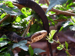 Free Picture of Florida Cottonmouth Snake (A. p. conanti)