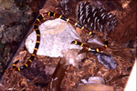 Free Picture of Milk Snake