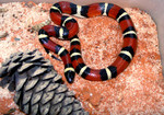 Free Picture of Milk Snake (Lampropeltis triangulum annulata)
