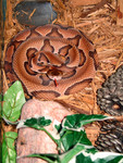 Free Picture of Venomous Southern Copperhead Snake (Agkistrodon contortrix)