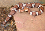 Free Picture of Venomous “trans-Pecos” Copperhead Snake