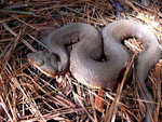 Free Picture of Western Cottonmouth Snake (Agkistrodon Piscivorus Leucostoma)