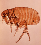 Free Picture of Female Xenopsylla Cheopis Flea (oriental rat flea)