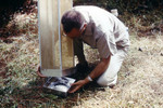 Free Picture of Field Researcher Removing a Tray Filled with Mosquitoes from a Horse Stable Mosquito Trap