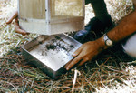 Free Picture of Researcher Removing a Mosquito-Filled Tray from a Horse Stable Mosquito Trap