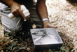Free Picture of Researcher Removing Mosquitoes with a Mechanical Aspirator from the Tray of a Horse Stable Mosquito Trap