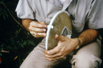Free Picture of Field Researcher Sealing a Mosquito Collection Bag for an Arborvirus Isolation Study
