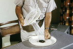 Free Picture of Field Researcher Emptying Mosquitoes from a Insect Collection Bag