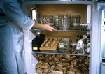 Free Picture of Lab Technician Placing Petri Dishes Containing Sorted Mosquitoes into Refrigerated Environment
