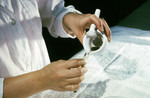 Free Picture of Laboratory Technician Pouring a Ground Mosquito Suspension into a Vial During an Arbovirus Study