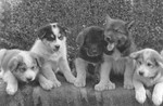 Free Picture of Dog Sled Puppies