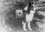 Free Picture of Red Cross Dog