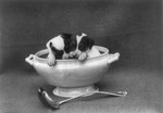 Free Picture of Puppies in a Soup Tureen
