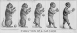 Free Picture of Evolution of a Cat-Cher