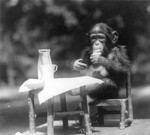 Free Picture of Chimpanzee at a Table
