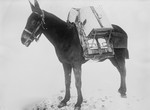 Free Picture of Pack Mule