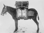 Free Picture of Pack Horse